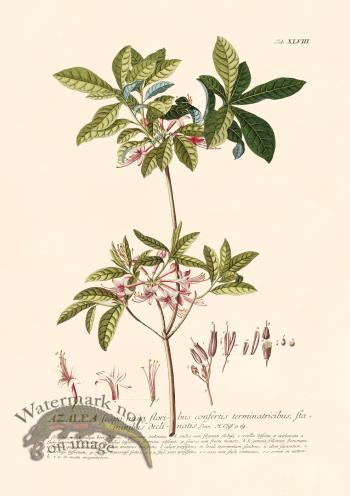 Trew Botanical 48